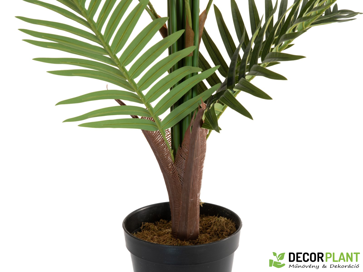 EUROPALMS Areca palm