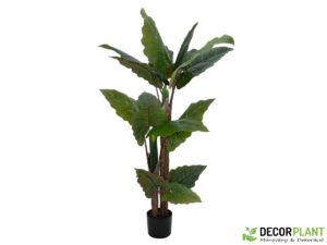 EUROPALMS Taro Alocasia