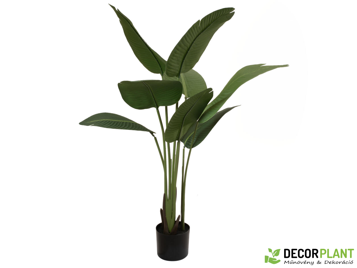 EUROPALMS Strelitzia EUROPALMS Strelitzia