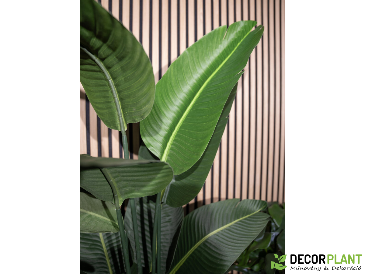 EUROPALMS Strelitzia