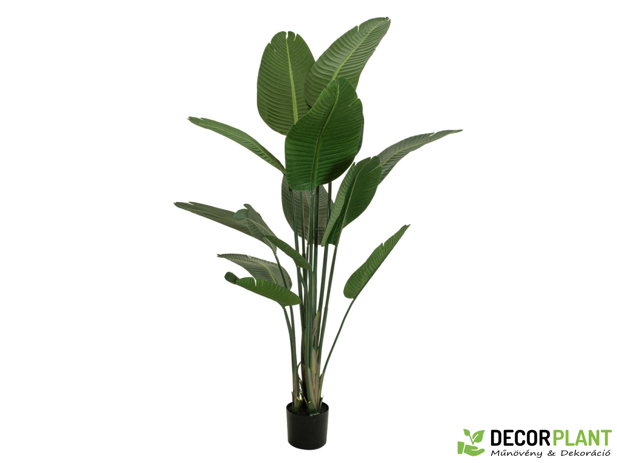 EUROPALMS Strelitzia EUROPALMS Strelitzia