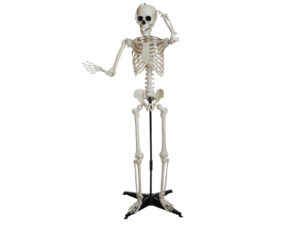 EUROPALMS Halloween Skeleton
