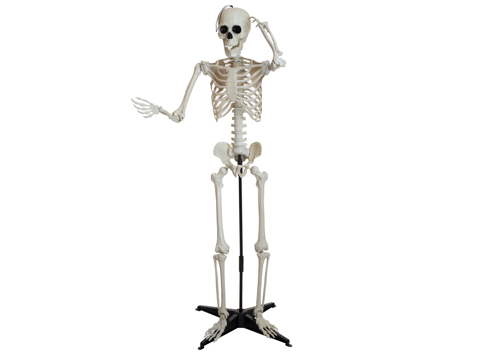 EUROPALMS Halloween Skeleton EUROPALMS Halloween Skeleton